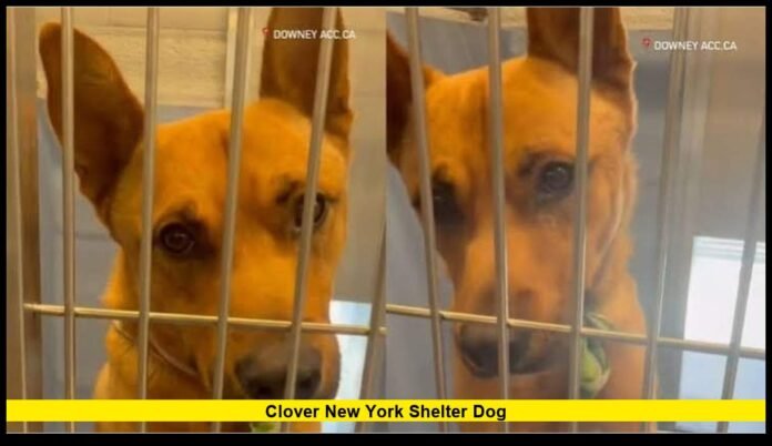 Clover New York shelter dog Clover New York shelter dog .