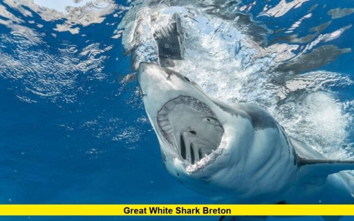 Great White Shark Breton Great White Shark Breton
