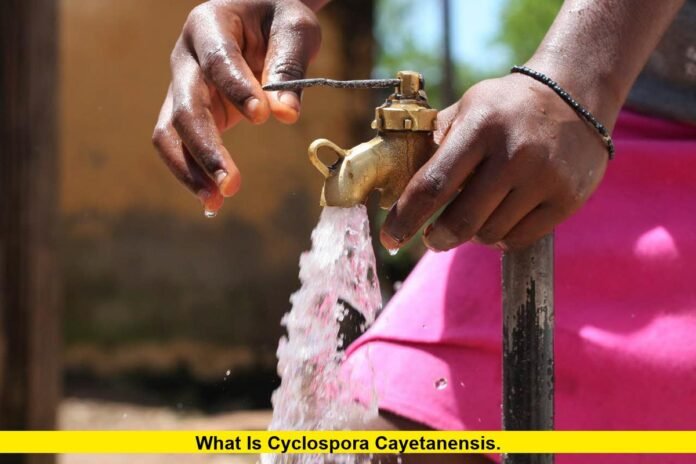 What Is Cyclospora cayetanensis