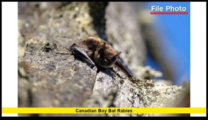 canadian boy bat rabies