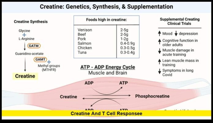 creatine and t cell responsee Why Scientists Are Exploring a New Frontier in Immune Health