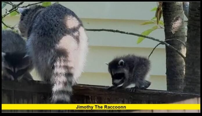 The Wild Seattle Animal Who Unexpectedly Became a Global Internet Favorite