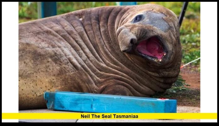 neil the seal tasmaniaa The Incredible Story Behind Australia’s Most Famous Elephant Seal in 2026