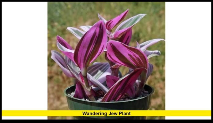 wandering jew plant