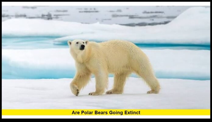 Are polar bears going extinct