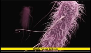 Deadly fungus outbreak