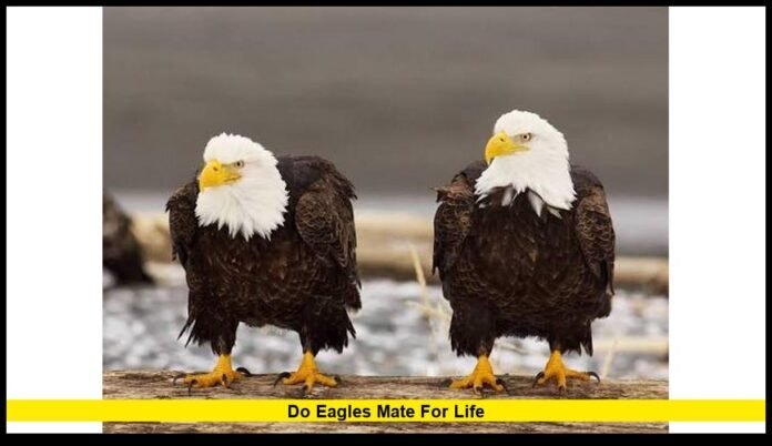 Do eagles mate for life Do eagles mate for life