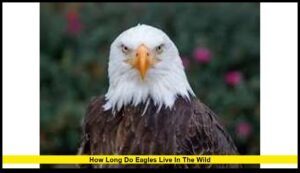 How long do eagles live in the wild