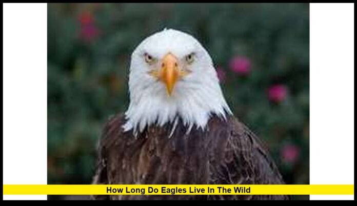 How long do eagles live in the wild How long do eagles live in the wild