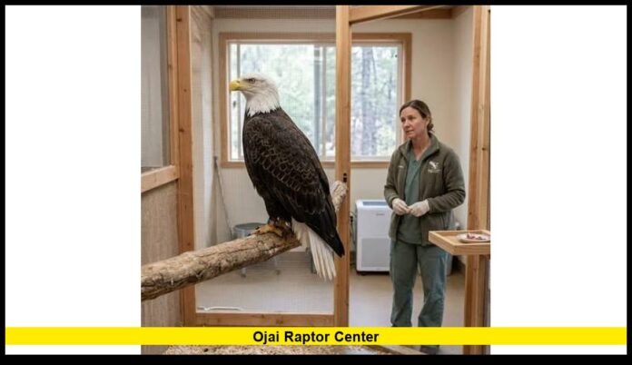Ojai Raptor Center