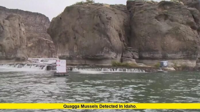 Quagga Mussels Detected in Idaho. Quagga Mussels Detected in Idaho