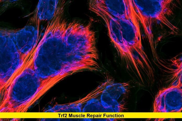 TRF2 Muscle Repair Function
