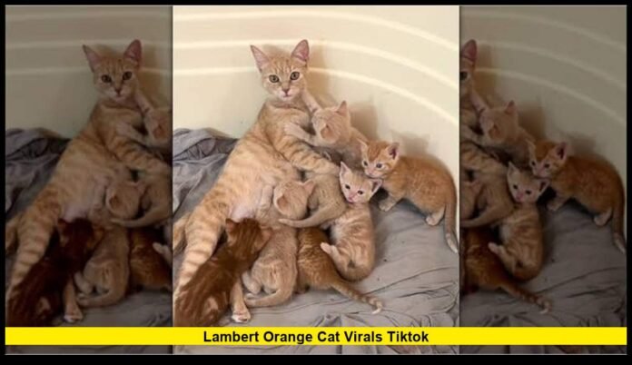lambert orange cat virals tiktok How One Playful Tabby Became an Internet Favorite