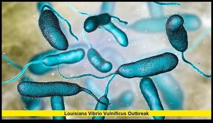 louisiana vibrio vulnificus outbreak