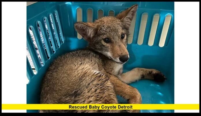 rescued baby coyote Detroit rescued baby coyote Detroit