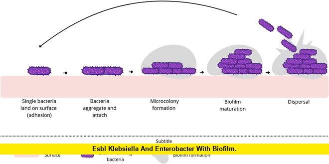 ESBL Klebsiella and Enterobacter With Biofilm
