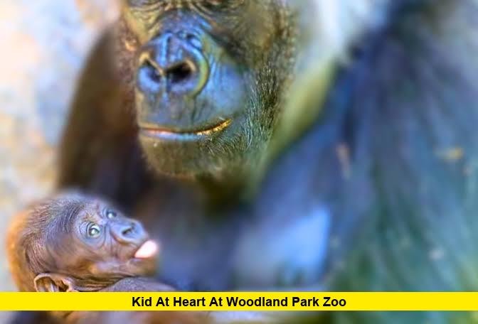Kid at Heart at Woodland Park Zoo Kid at Heart Woodland Park Zoo