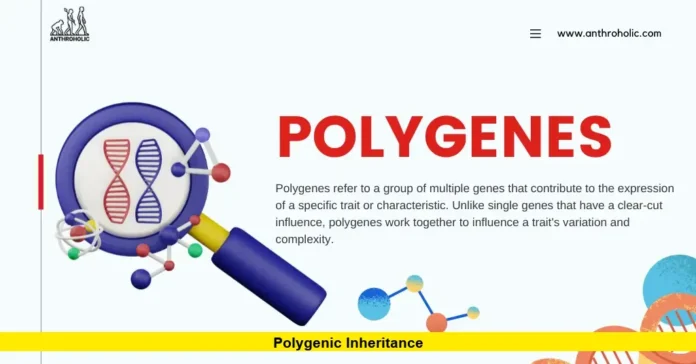 Polygenic Inheritance Polygenic Inheritance