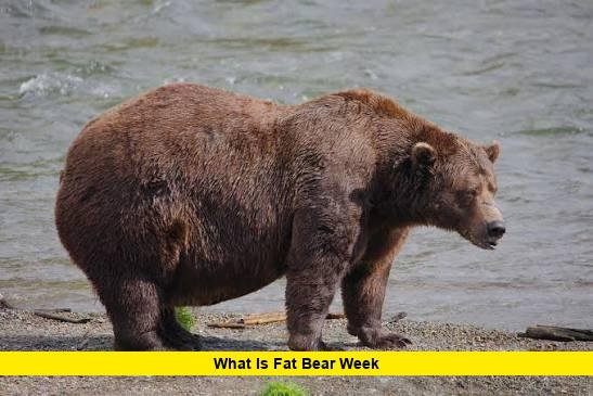 What Is Fat Bear Week What Is Fat Bear Week