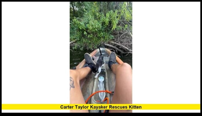 carter taylor kayaker rescues kitten
