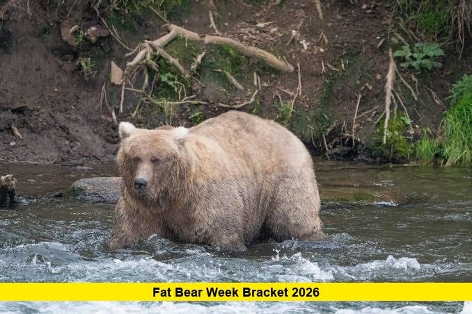 fat bear week bracket 2026 Fat Bear Week Bracket 2026