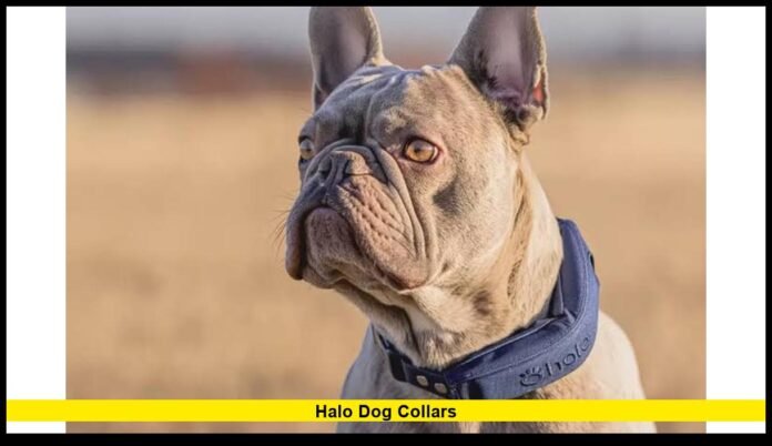 halo dog collars Latest Halo Collar 5 Features, Price, GPS Fencing and Subscription Details