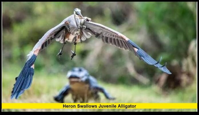 heron swallows juvenile alligator heron swallows juvenile alligator