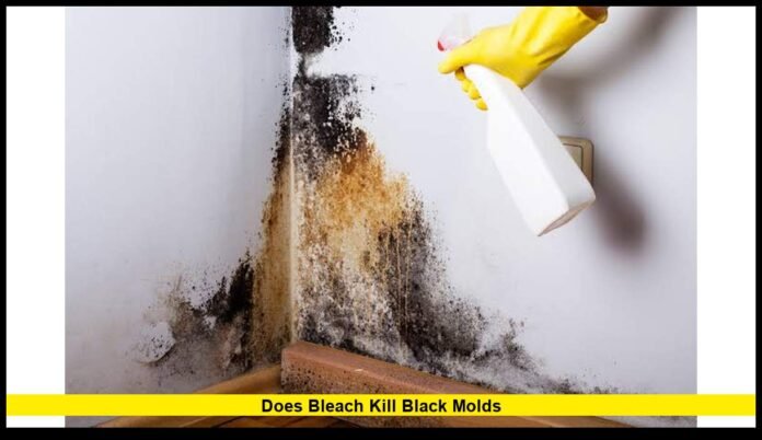 does bleach kill black moldS What Experts Want Homeowners to Understand