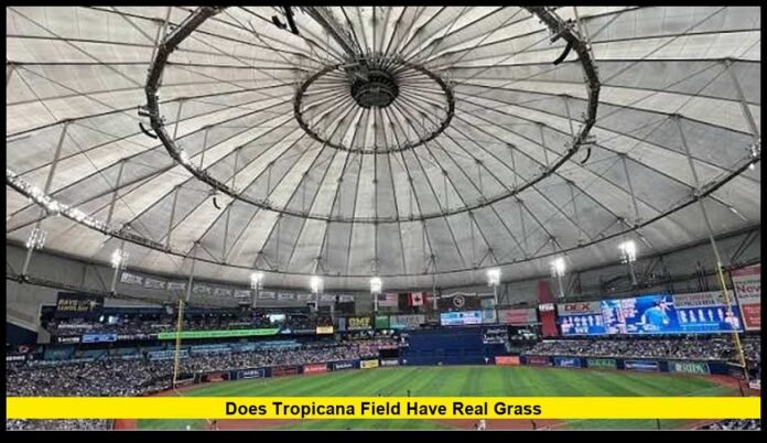 does tropicana field have real grass Inside the Tampa Bay Rays’ Artificial Turf and New Field