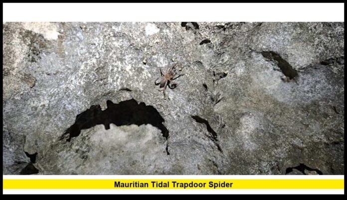 A Rare Coastal Species Discovered in Mauritius