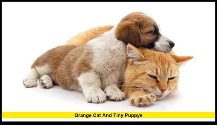 orange cat and tiny puppyS Meeting Turns Into an Unexpected Viral Pet Moment