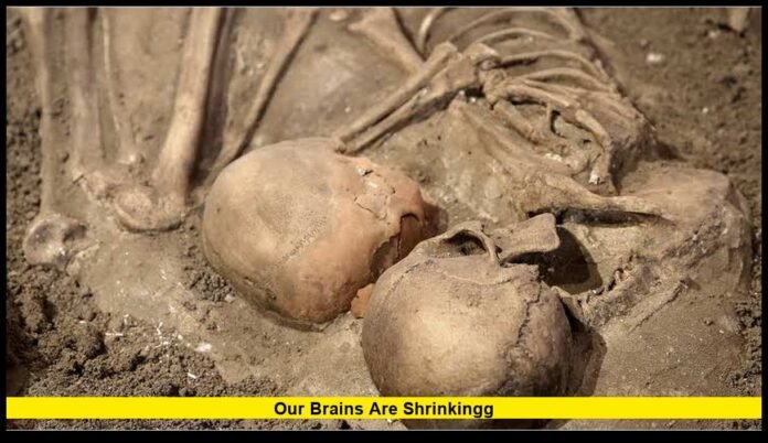 our brains are shrinkingg New Research Explores the Evolution of Human Intelligence